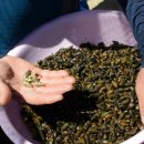 괴산올갱이 이미지