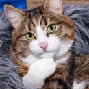 연 이자카야 이미지