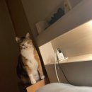 동행동물병원 | 김포 풍무동 동행동물병원 고양이 방광 초음파/ 약 처방 비용, 로얄캐닌 센서블/식음전폐