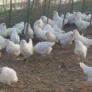 금산청계농장 이미지