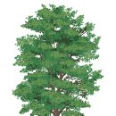 탕정그집쭈꾸미 이미지