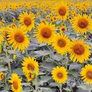 해남하나농장 2농장 이미지