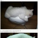 고양이부뚜막