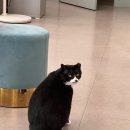 성은메디칼약품(주) | 갑자기 호흡이 가빠진 고양이, 나우동물메디컬센터 입원과 치료 후기(3/3)