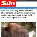 더펫미용실 이미지