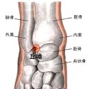 [丘墟穴][구허혈] 이미지