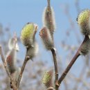 버들강아지 이미지