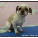 땡자애견 이미지