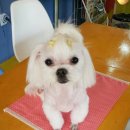 펫더스타일 이미지