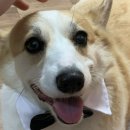 강아지홀릭 이미지