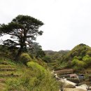 지리산 천년송 Daum카페