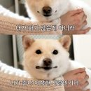 멍멍이 - 청주시 상당구 용담로 50 | 멍멍이