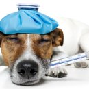 광주첨단YB동물병원 이미지