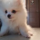 강아지발바닥