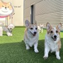 칠곡유치원 이미지