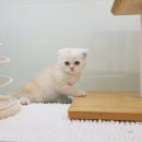 낭만고양이(강서점) 네이버블로그