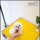 퍼피트렌드 네이버블로그