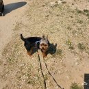 삼흥천 | 04.02 여주 흥천 남한강 벚꽃🌸