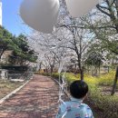 와플대학 여수죽림캠퍼스 | 여수 벚꽃 추천 죽림 벚꽃 개나리 스팟