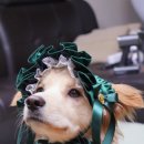 디자인몽상