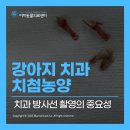 뿌리동물병원 치과센터 이미지