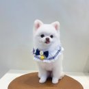 The 사랑할개(더사랑할개) 이미지