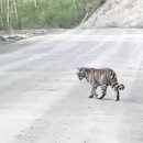 만 마리의 호랑이 이미지
