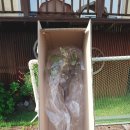 포도나무 민박 이미지