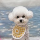 댕화살롱 이미지