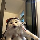 우리집고양이