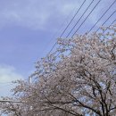 영남대로 | 김천 | 숨은 벚꽃 명소, 영남대로 벚꽃길 산책 코스 &amp; 주차 위치 (자산동·모암동)