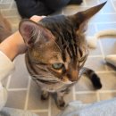 모여봐요 고양이 카페 이미지