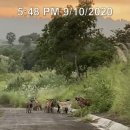 아기염소 이미지