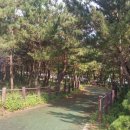 해파랑길 39코스 바우길 05구간 네이버블로그