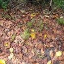 산속의 아침 이미지