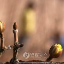 봄기운