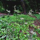 일당귀 좀당귀로도 불리는 약초 왜당귀(Angelica acutiloba) 이미지