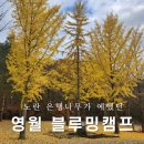 [영월 캠핑장] 블루밍캠프 재방문 후기 (느티존9번)