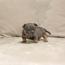 프리미엄 켄넬 이미지