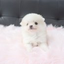 내품안의 반려견 김포점 이미지