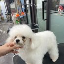 보보스퍼피 | 서울 중랑구 면목동 애견미용학원 국비 과정이 있었어요