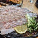 회와 멍게 친구들 이미지