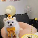 강남노동조합 | 압구정 술집 [한추] 떡볶이와 고추튀김이 맛있는 노포 맛집 내돈내산 후기