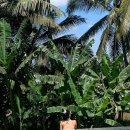 인후3동-02(짝비어 앞) | [Ubud] 발리 우붓여행, 이나라 알라스 하룸 호캉스｜조식｜수영장과 온수풀 숙소 추천