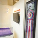 대구강아지분양 퍼피얌 이미지