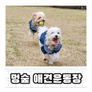 멍드리아 | 강화도 독채 대관 애견운동장 멍숲 주말 예약 후기