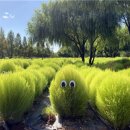 낙동강관리본부 대저생태공원 2 이미지