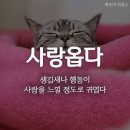 사랑옵다 이미지