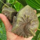 하늘농장6 이미지