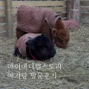 애니멀타임 | 포천 마이애니멀스토리 블랙노즈양 보러 다녀온 후기 (22개월 아기랑 함께)